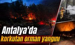 Antalya'da korkutan orman yangını: 7 dönüm alan zarar gördü