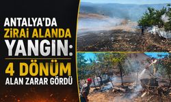 Antalya'da zirai alanda yangın: 4 dönüm alan zarar gördü