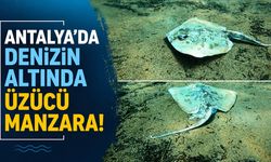 Antalya’da denizin altında üzücü manzara: Çok sayıda ölü balık görüntülendi