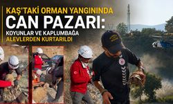 Kaş’taki orman yangınında alevlerin arasında kalan koyunlar ve kaplumbağa böyle kurtarıldı