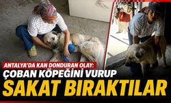 Antalya'da kan donduran olay: Çoban köpeğini vurup sakat bıraktılar