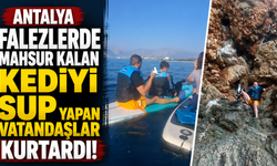 Antalya falezlerde mahsur kalan kediyi SUP yapan vatandaşlar kurtardı! İşte o görüntüler