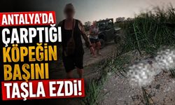 Antalya'da çarptığı köpeğin başını taşla ezdi: Şahıs gözaltında!