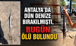 Antalya'da dün denize bırakılmıştı, bugün ölü bulundu