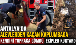 Antalya'da alevlerden kaçan kaplumbağa kendini toprağa gömdü, ekipler kurtardı