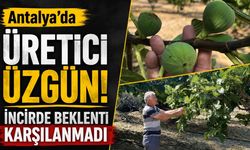 Antalya'da üretici üzgün! İncirde beklenti karşılanmadı