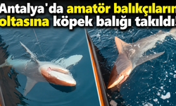 Antalya'da amatör balıkçıların oltasına köpek balığı takıldı! İşte o anlar
