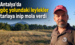 Antalya'da göç yolundaki leylekler tarlaya inip mola verdi