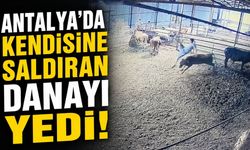 Antalya'da kendisine saldıran danayı yedi!