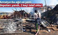 Antalya'da ağıl ve yem depoları yandı, 2 keçi telef oldu!