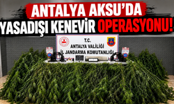 Antalya Aksu’da yasadışı kenevir operasyonu!