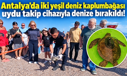 Antalya'da iki yeşil deniz kaplumbağası uydu takip cihazıyla denize bırakıldı!