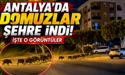 Antalya'da domuzlar şehre indi! İşte o görüntüler