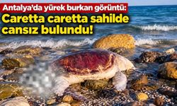 Antalya'da yürek burkan görüntü: Caretta caretta sahilde cansız bulundu