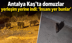 Antalya Kaş’ta domuzlar yerleşim yerine indi: "İnsanı yer len bunlar"