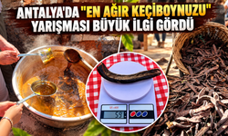 Antalya'da "En Ağır Keçiboynuzu" yarışması büyük ilgi gördü