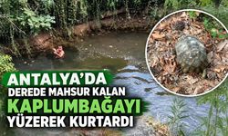 Antalya’da derede mahsur kalan kaplumbağayı yüzerek kurtardı