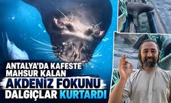 Antalya’da kafeste mahsur kalan Akdeniz fokunu dalgıçlar kurtardı