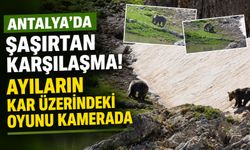 Antalya’da şaşırtan karşılaşma! Ayıların kar üzerindeki oyunu kamerada
