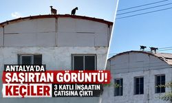 Antalya'da şaşırtan görüntü! Keçiler 3 katlı inşaatın çatısına çıktı