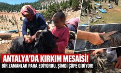 Antalya’da kırkım mesaisi! Bir zamanlar para ediyordu, şimdi çöpe gidiyor!