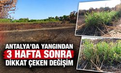 Antalya’da yangından 3 hafta sonra dikkat çeken değişim!