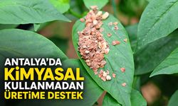 Antalya’da kimyasal kullanmadan üretime destek