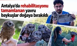 Antalya’da rehabilitasyonu tamamlanan yavru baykuşlar doğaya bırakıldı