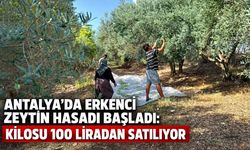 Antalya’da erkenci zeytin hasadı başladı: Kilosu 100 liradan satılıyor