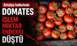 Antalya hallerinde domates işlem miktar endeksi düştü