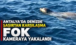 Antalya’da denizde şaşırtan karşılaşma: Fok görüntülendi