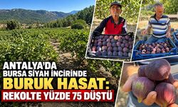 Antalya’da Bursa siyah incirinde buruk hasat: Rekolte yüzde 75 düştü