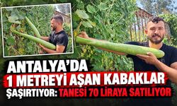 Antalya’da 1 metrelik dev kabaklar şaşırtıyor: Tanesi 70 liraya satılıyor