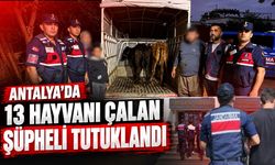 Antalya’da 13 hayvan çalan şüpheli tutuklandı