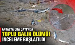 Antalya Oba Çayı’nda toplu balık ölümü! İnceleme başlatıldı
