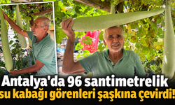 Antalya'da 96 santimetrelik su kabağı görenleri şaşkına çevirdi!