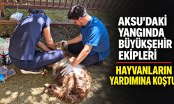 Aksu'daki yangında büyükşehir ekipleri hayvanların yardımına koştu