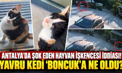 Antalya'da şok eden hayvan işkencesi iddiası! Yavru kedi 'Boncuk'a ne oldu?