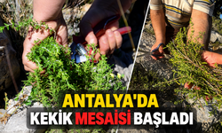 Antalya'da kekik mesaisi başladı