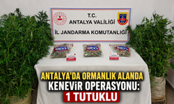 Antalya'da ormanlık alanda kenevir operasyonu: 1 tutuklu