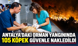 Antalya'daki orman yangınında 105 köpek güvenle nakledildi
