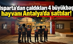 Isparta'dan çaldıkları 4 büyükbaş hayvanı Antalya'da sattılar!