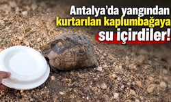 Antalya'da yangından kurtarılan kaplumbağaya su içirdiler!