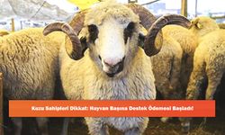 Kuzu Sahipleri Dikkat: Hayvan Başına Destek Ödemesi Başladı!
