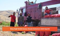 Maaş Değil Günlük Kazanç: Hasada Katılanların Geliri Şaşırttı!