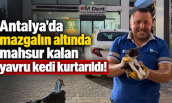 Antalya'da mazgalın altında mahsur kalan yavru kedi kurtarıldı!