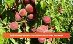 Üreticinin Yüzü Gülmüyor: Nektarin Fiyatları Bir Yılda Dibe Vurdu!