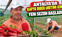 Antalya'da kapya biber üretimi için yeni sezon başladı