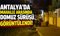 Antalya'da mahalle arasında domuz sürüsü görüntülendi!