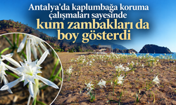 Antalya'da kaplumbağa koruma çalışmaları sayesinde kum zambakları da boy gösterdi